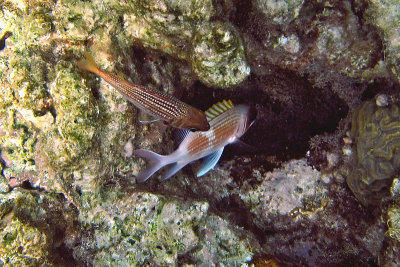 DuskySquirrelfish1484.Vividw.jpg