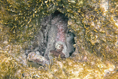 OctopusInHiding1527.Vividw.jpg