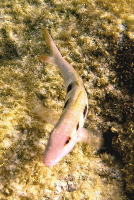 SpottedGoatfish1417.Vividw.jpg