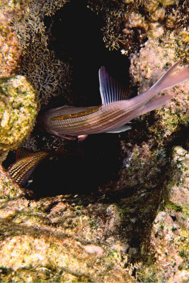 Squirrelfish1493.Vividw.jpg