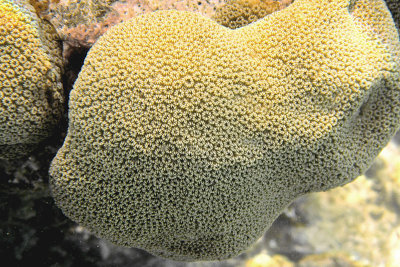 StarletCoral1242.Vividw.jpg