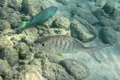 YellowfinMojarra1190.Vividw.jpg