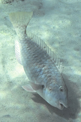 Bonaire Fish 2013