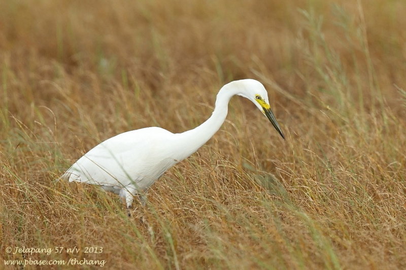 Great Egret