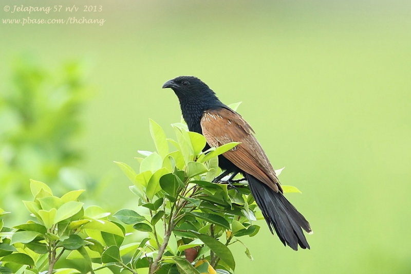 Lesser Coucal (Centropus bengalensis)