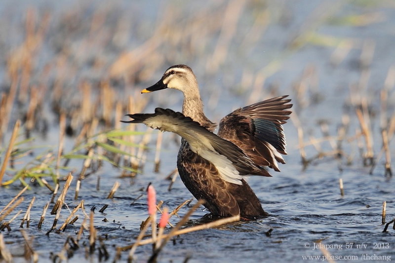 Spot-billed Duck