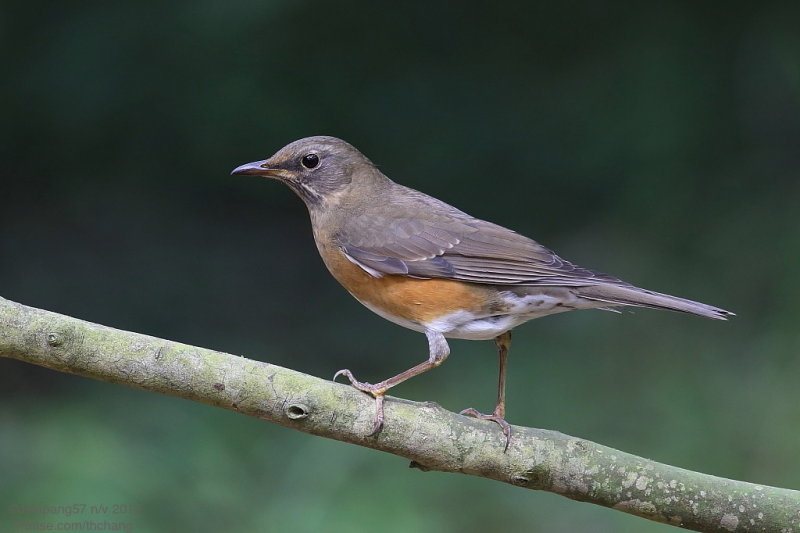 Brown-headed Thrush