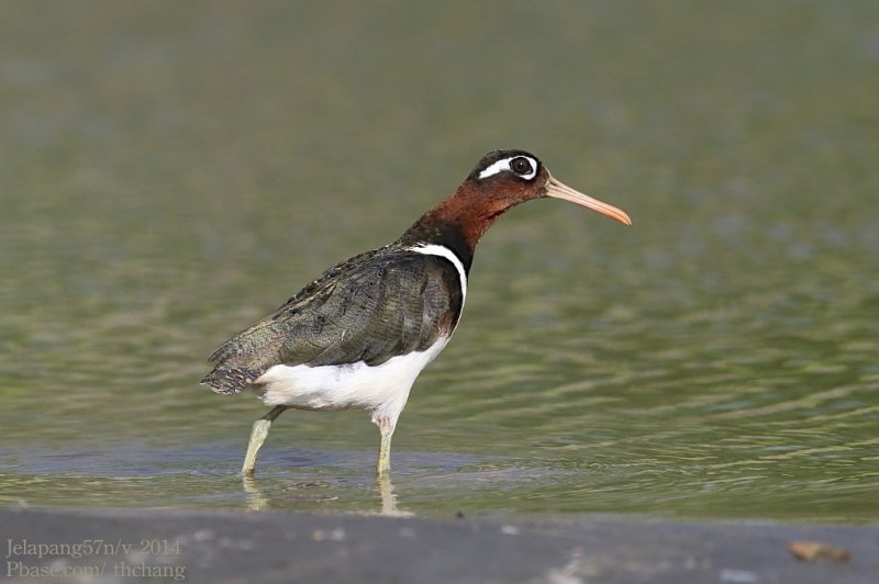 Greater Painted-snipe