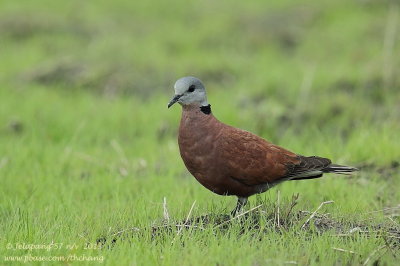 Red Turtle Dove