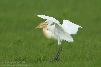 Cattle Egret (Bubulcus ibis)	