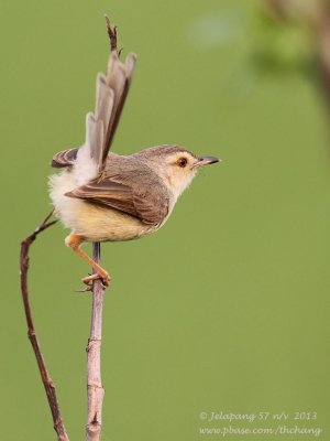 Plain Prinia