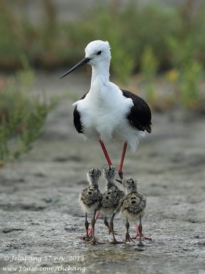 Black-winged Stilt (Himantopus himantopus)