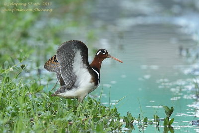 Greater Painted-snipe