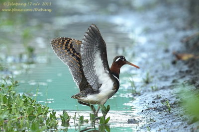 Greater Painted-snipe