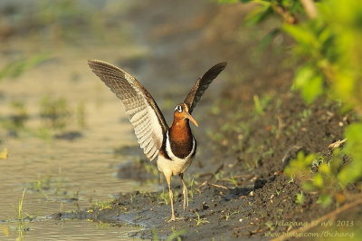 Greater Painted-snipe