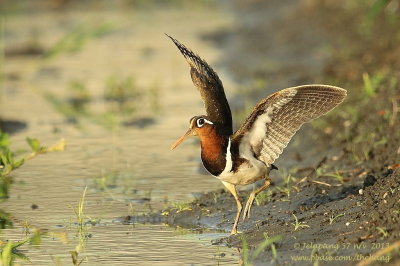 Greater Painted-snipe