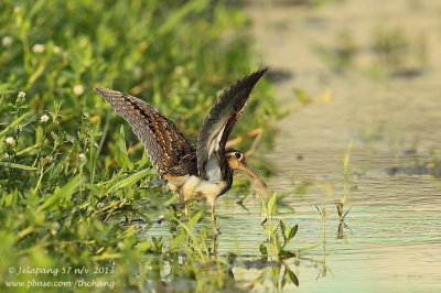 Greater Painted-snipe