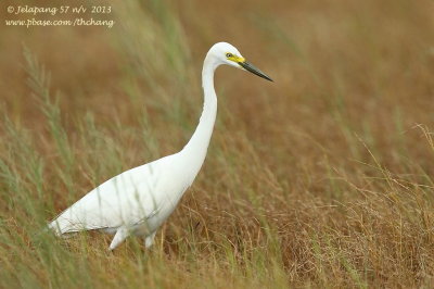 Great Egret