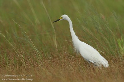 Great Egret