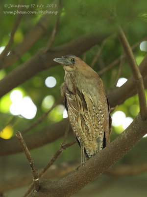 Malaysian_Night_Heron