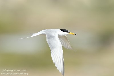 Little Tern