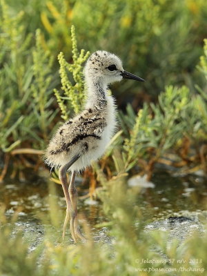 Black-winged Stilt (Himantopus himantopus)