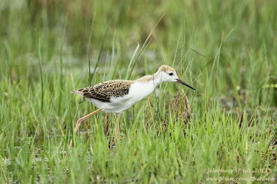 Black-winged Stilt (Himantopus himantopus)