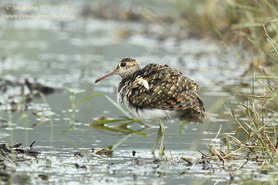 Greater Painted-snipe