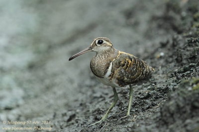 Greater Painted-snipe