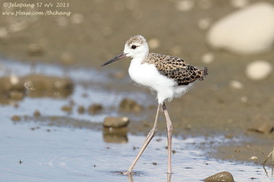 Black-winged Stilt (Himantopus himantopus)