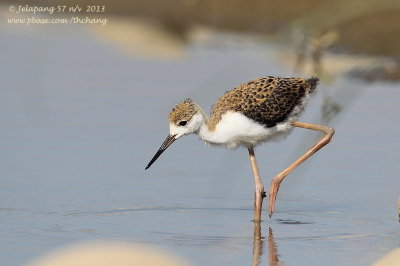 Black-winged Stilt (Himantopus himantopus)