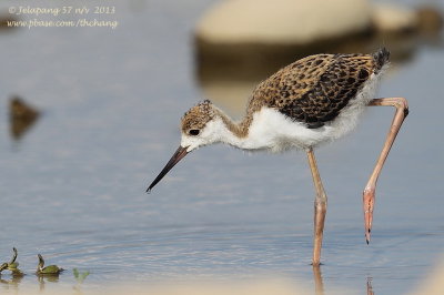 Black-winged Stilt (Himantopus himantopus)