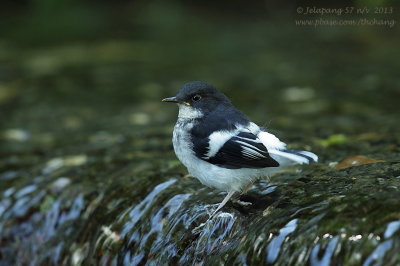 Little Forktail (Enicurus scouleri)