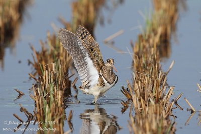 Greater Painted-snipe