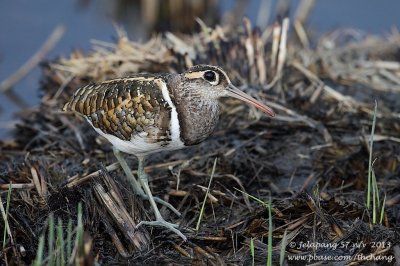 Greater Painted-snipe