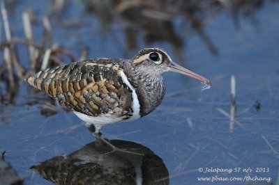 Greater Painted-snipe