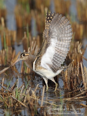Greater Painted-snipe