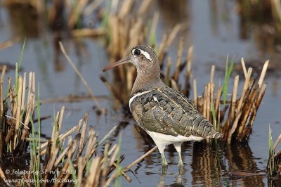 Greater Painted-snipe