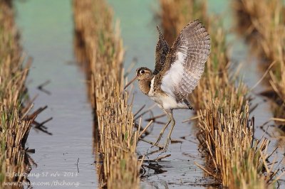 Greater Painted-snipe