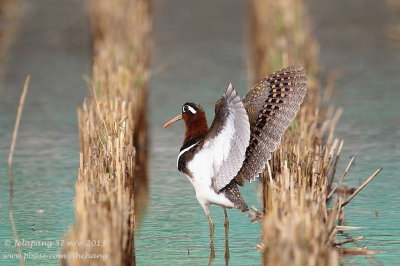 Greater Painted-snipe