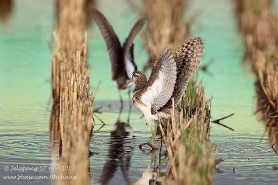 Greater Painted-snipe