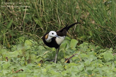 Pheasant-tailed Jacana