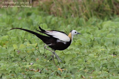 Pheasant-tailed Jacana