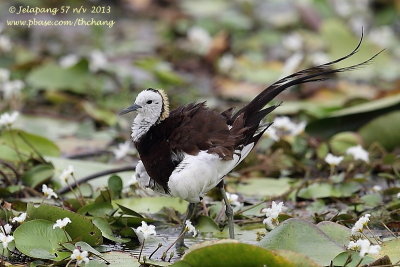 Pheasant-tailed Jacana