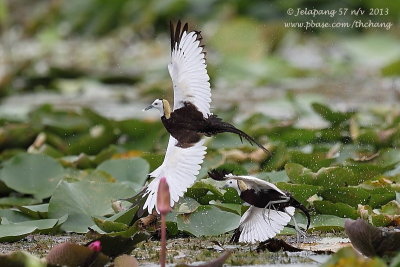 Pheasant-tailed Jacana