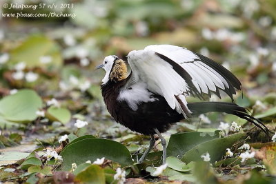 Pheasant-tailed Jacana