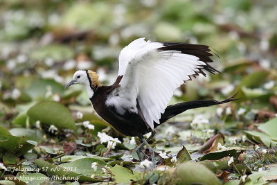 Pheasant-tailed Jacana