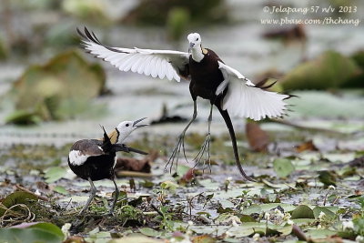 Pheasant-tailed Jacana