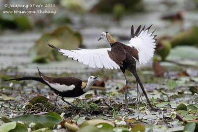 Pheasant-tailed Jacana