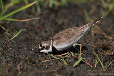 Little Ringed Plover